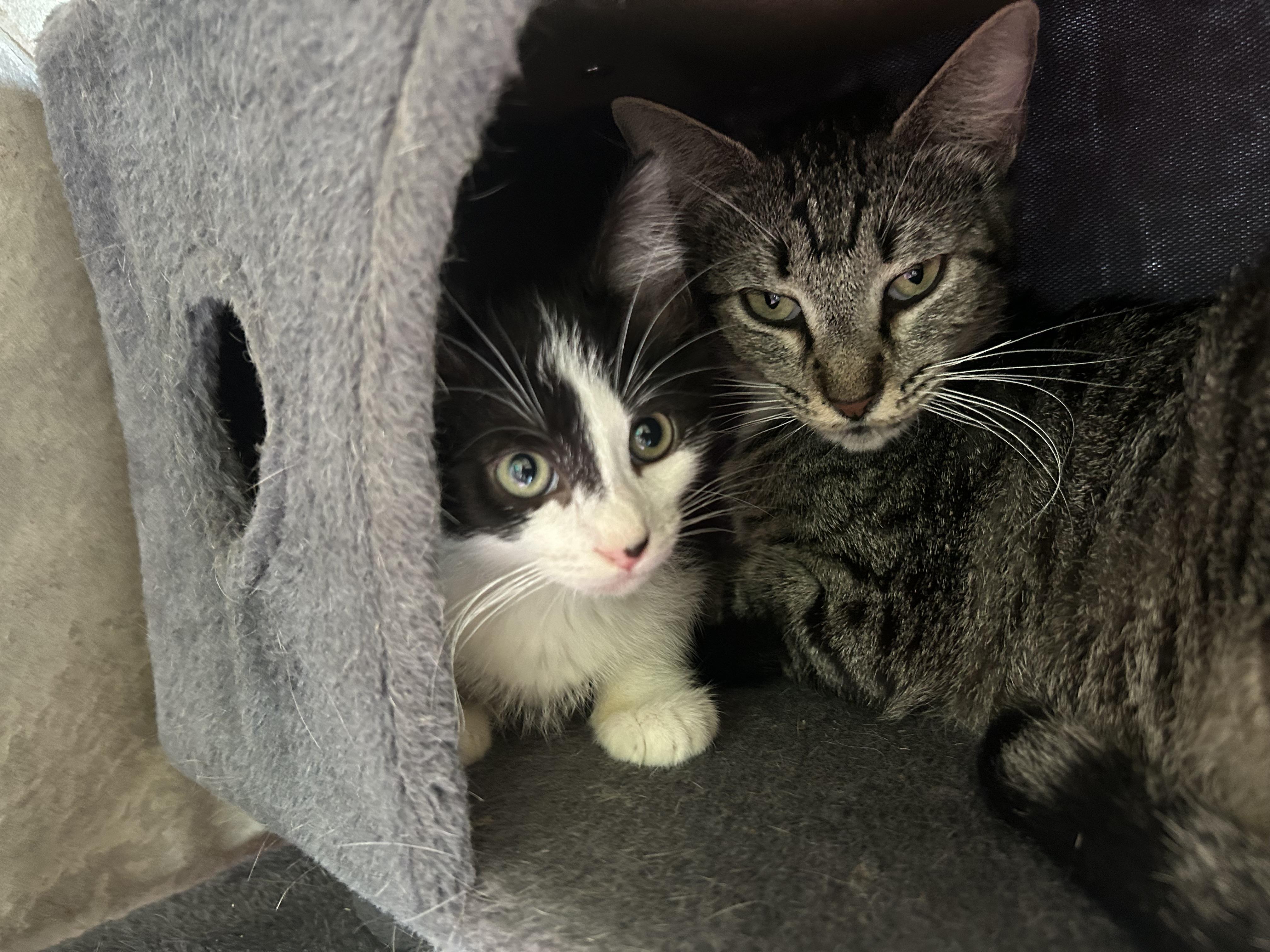 Mocha, Adopted, Adult Female American Shorthair.