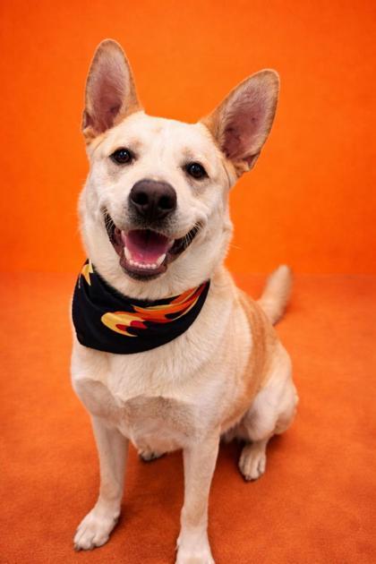 Stu, Adoptable, Young Male Labrador Retriever & Shepherd.