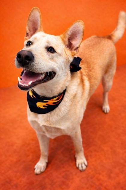 Enlarge Stu, a Adoptable mixed breed in Seagoville, TX image 3/3