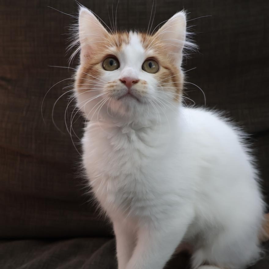 Enlarge Harlow, a Adoptable mixed breed in Fort Collins, CO image 6/6