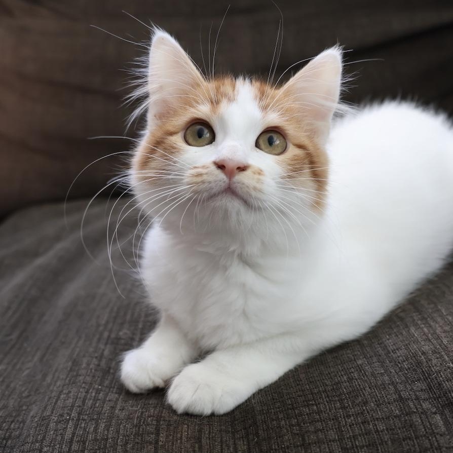 Harlow, Adoptable, Kitten Female Domestic Medium Hair.