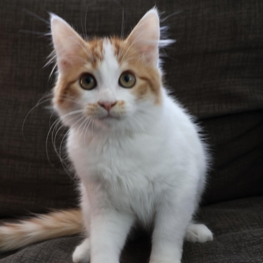 Enlarge Harlow, a Adoptable mixed breed in Fort Collins, CO image 2/6