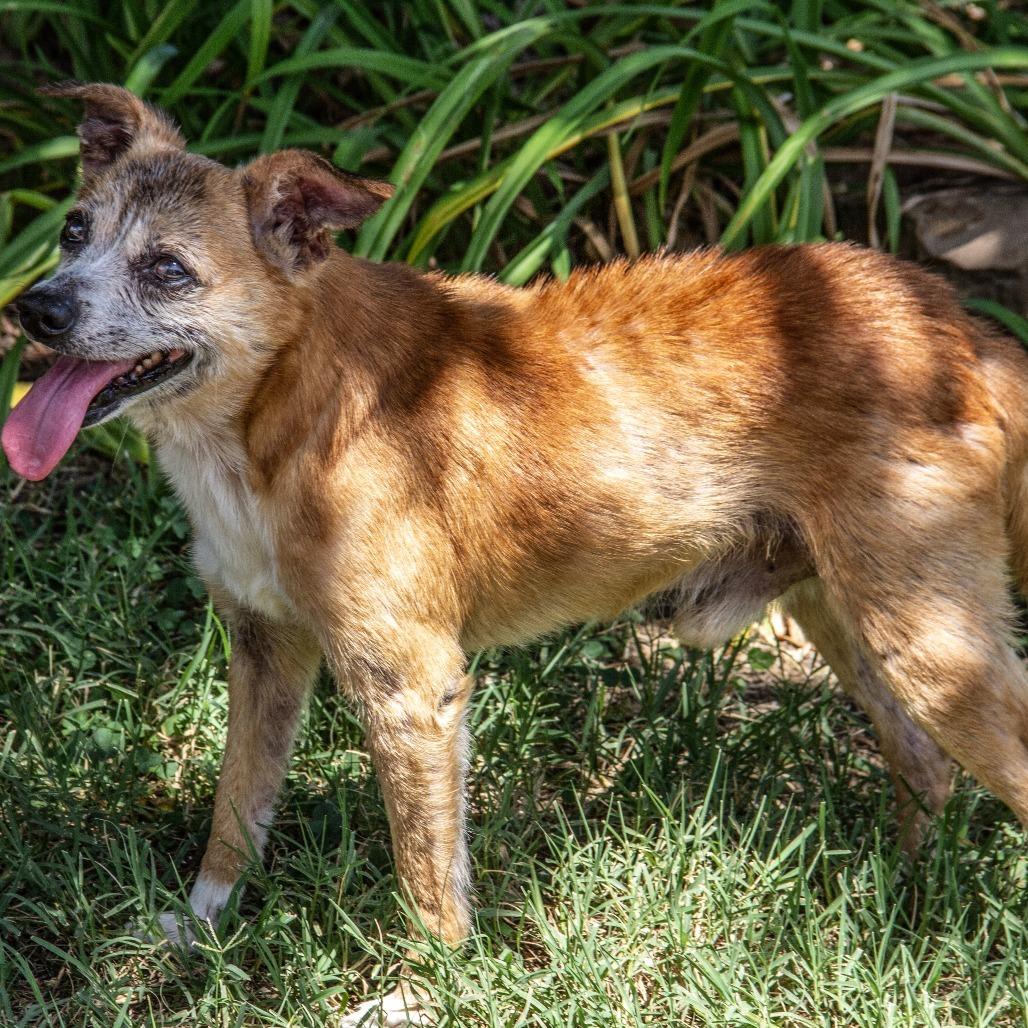 Bernie, Adoptable, Senior Male Chihuahua & Mixed Breed.