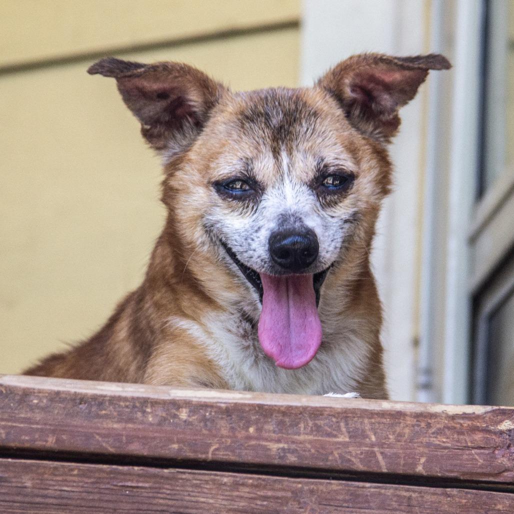 Enlarge Bernie, a Adoptable mixed breed in Wichita, KS image 2/6