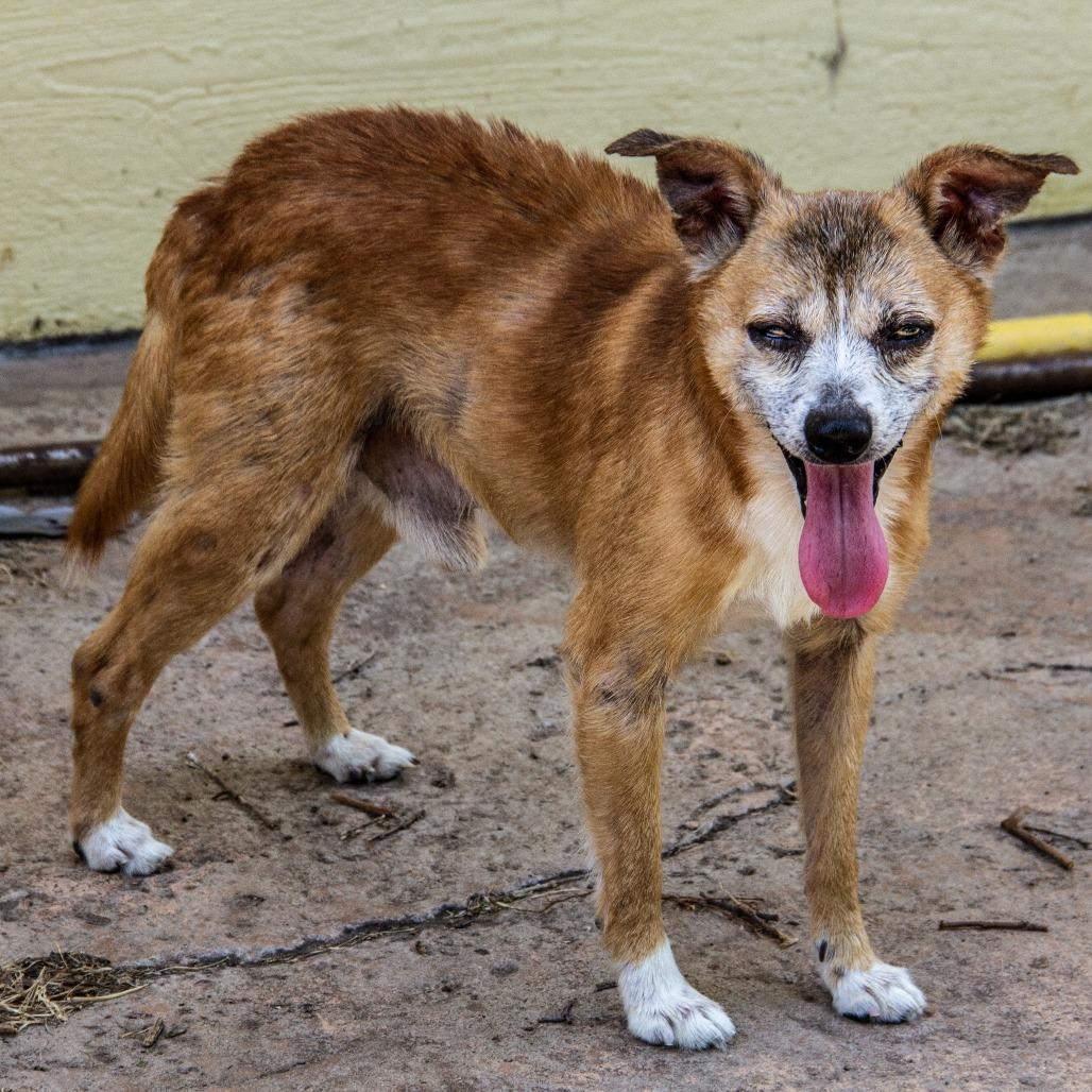 Enlarge Bernie, a Adoptable mixed breed in Wichita, KS image 4/6
