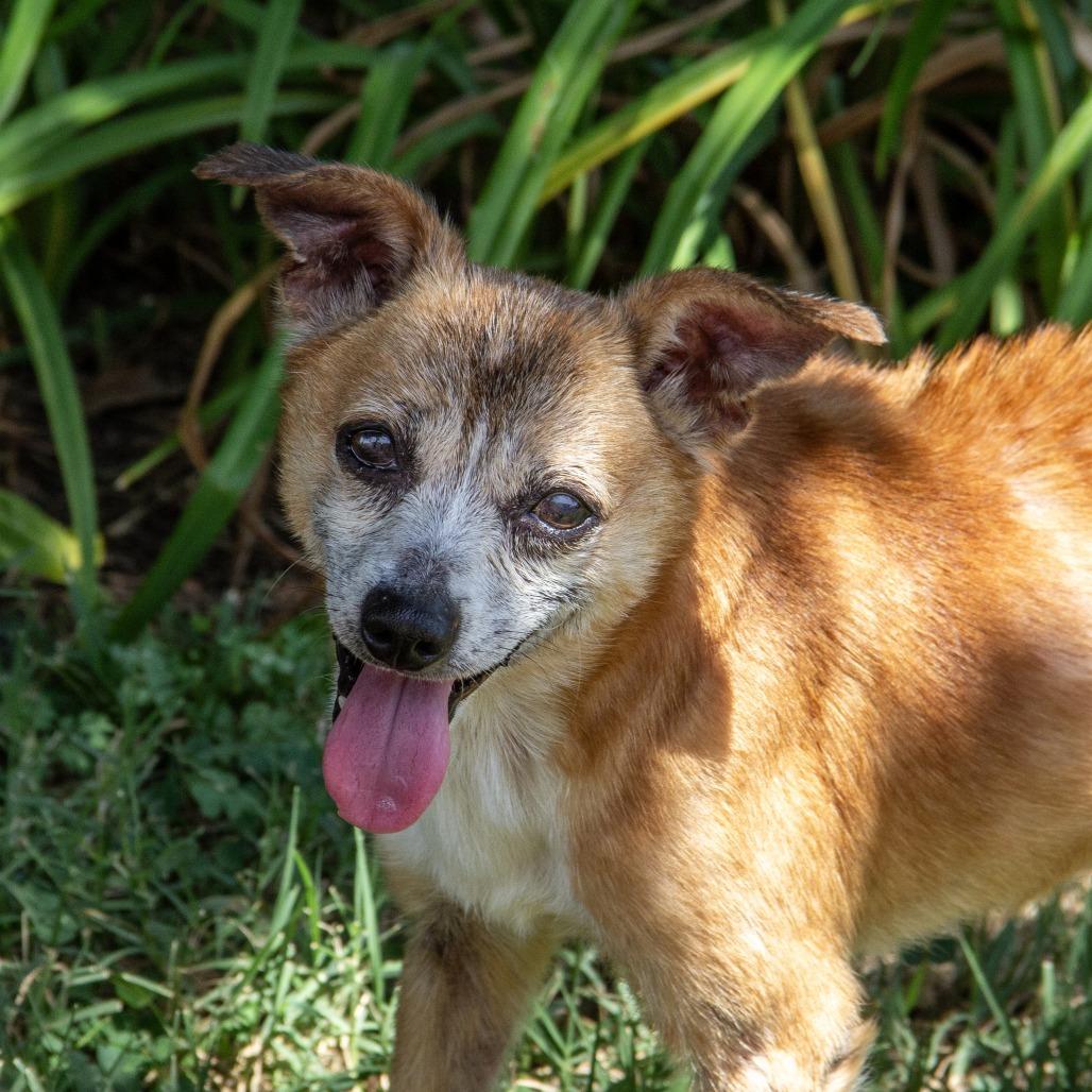 Enlarge Bernie, a Adoptable mixed breed in Wichita, KS image 5/6