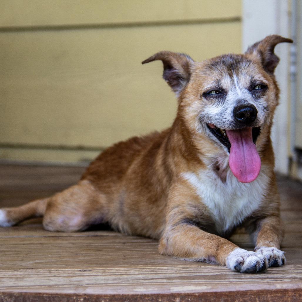 Enlarge Bernie, a Adoptable mixed breed in Wichita, KS image 6/6