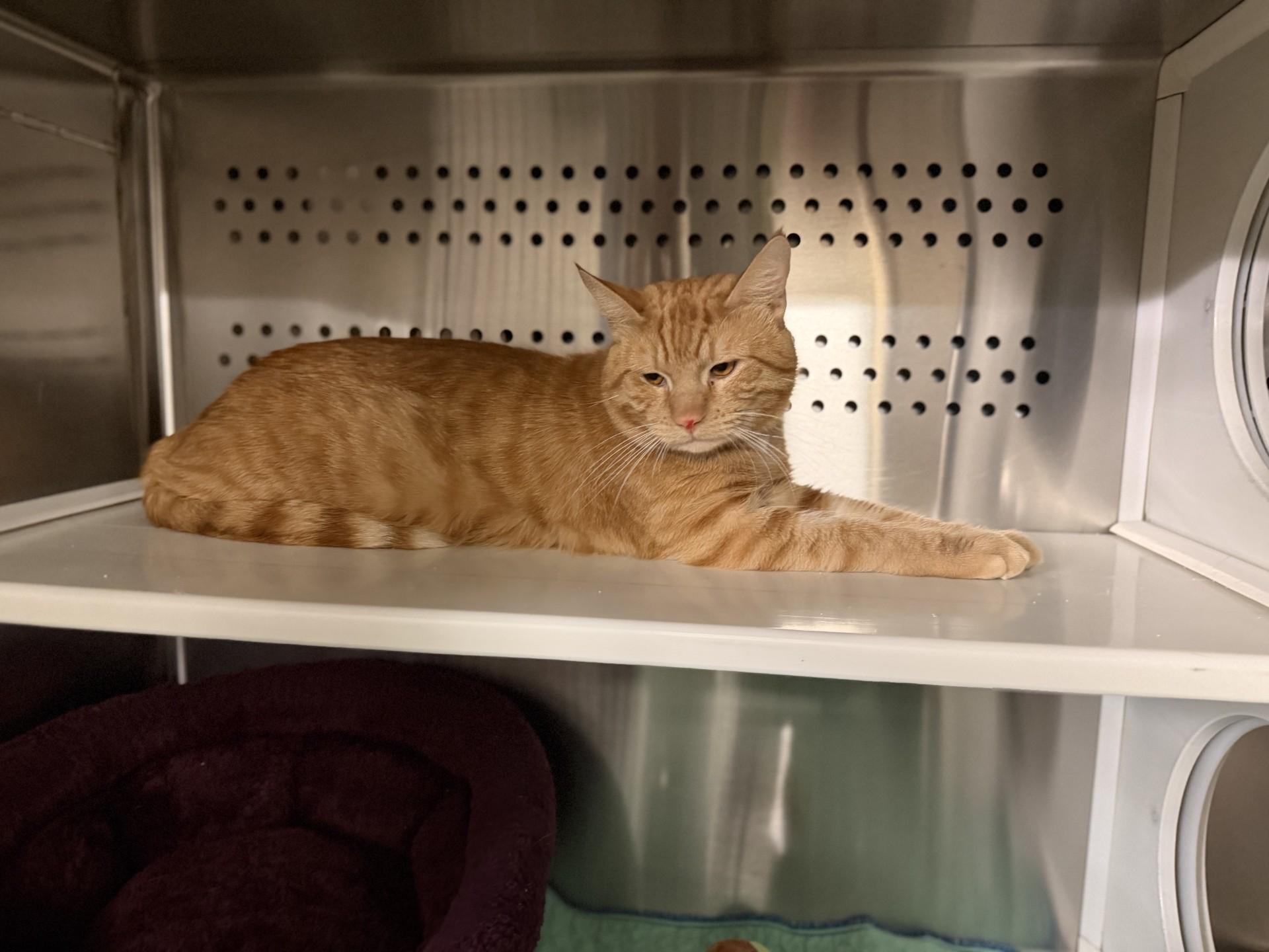 Enlarge Mr Crowley, a ADOPTABLE Domestic Short Hair in West Haven, CT image 1/1