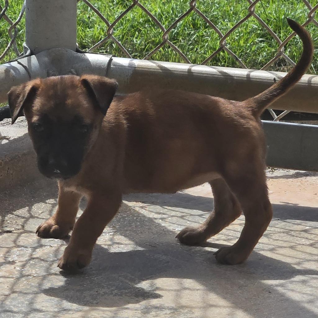 Cindy Lou Who, Adoptable, Puppy Female Affenpinscher.