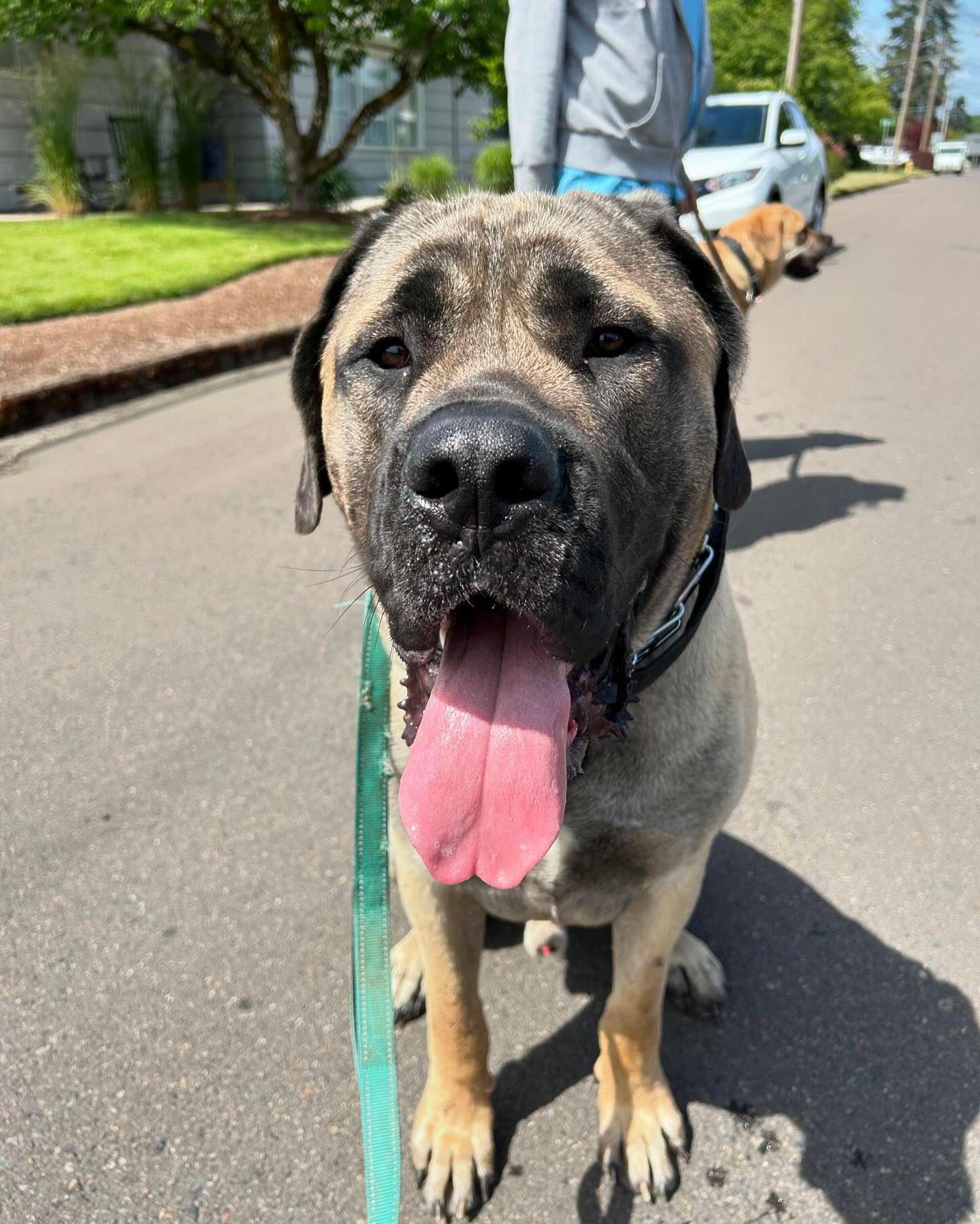 Enlarge Capone, a Adoptable mixed breed in McMinnville, OR image 3/3