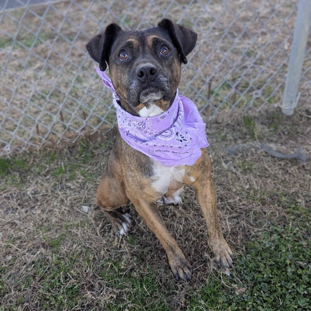 Enlarge Sandalwood, a Adoptable Mixed Breed in Columbiana, AL image 1/6