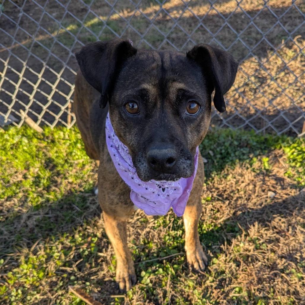 Enlarge Sandalwood, a Adoptable Mixed Breed in Columbiana, AL image 2/6