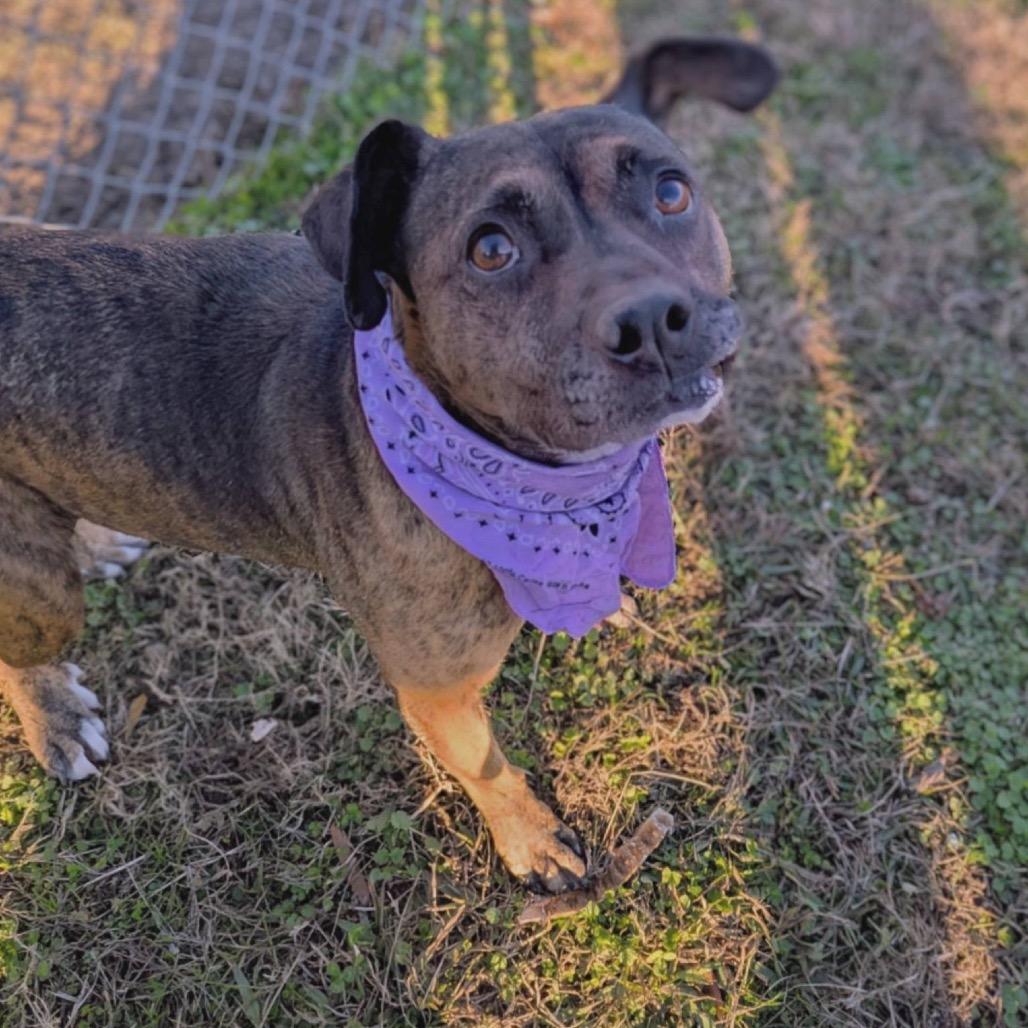 Enlarge Sandalwood, a Adoptable Mixed Breed in Columbiana, AL image 3/6