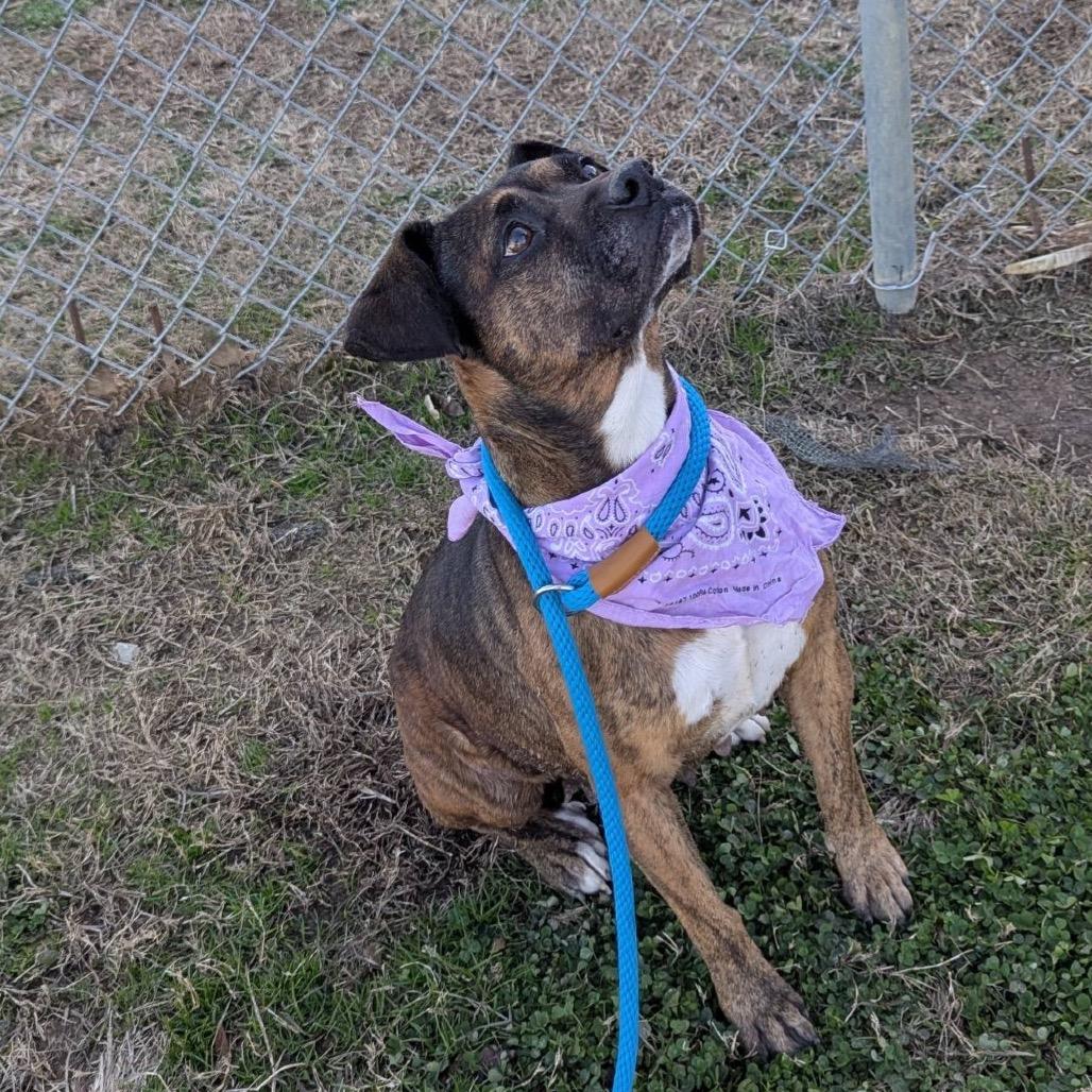 Enlarge Sandalwood, a Adoptable Mixed Breed in Columbiana, AL image 4/6