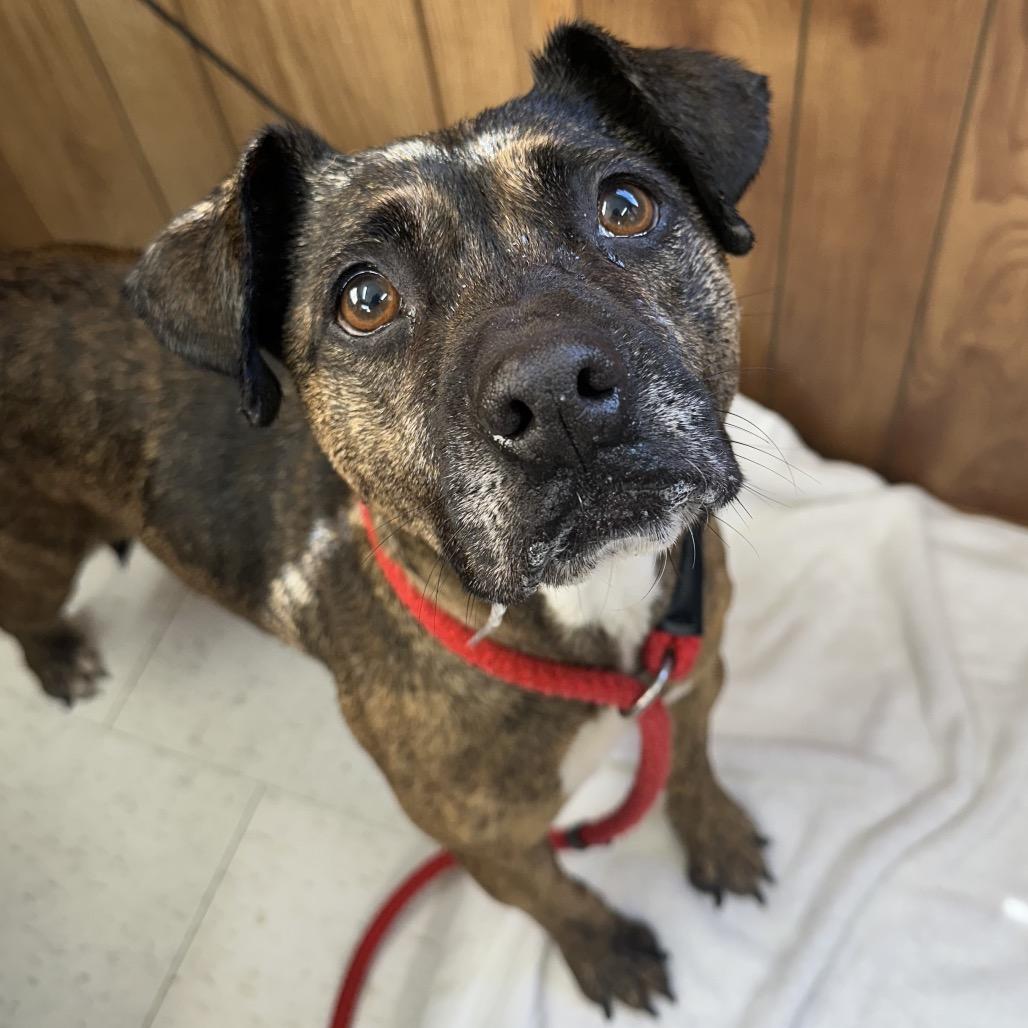 Enlarge Sandalwood, a Adoptable Mixed Breed image 1/1