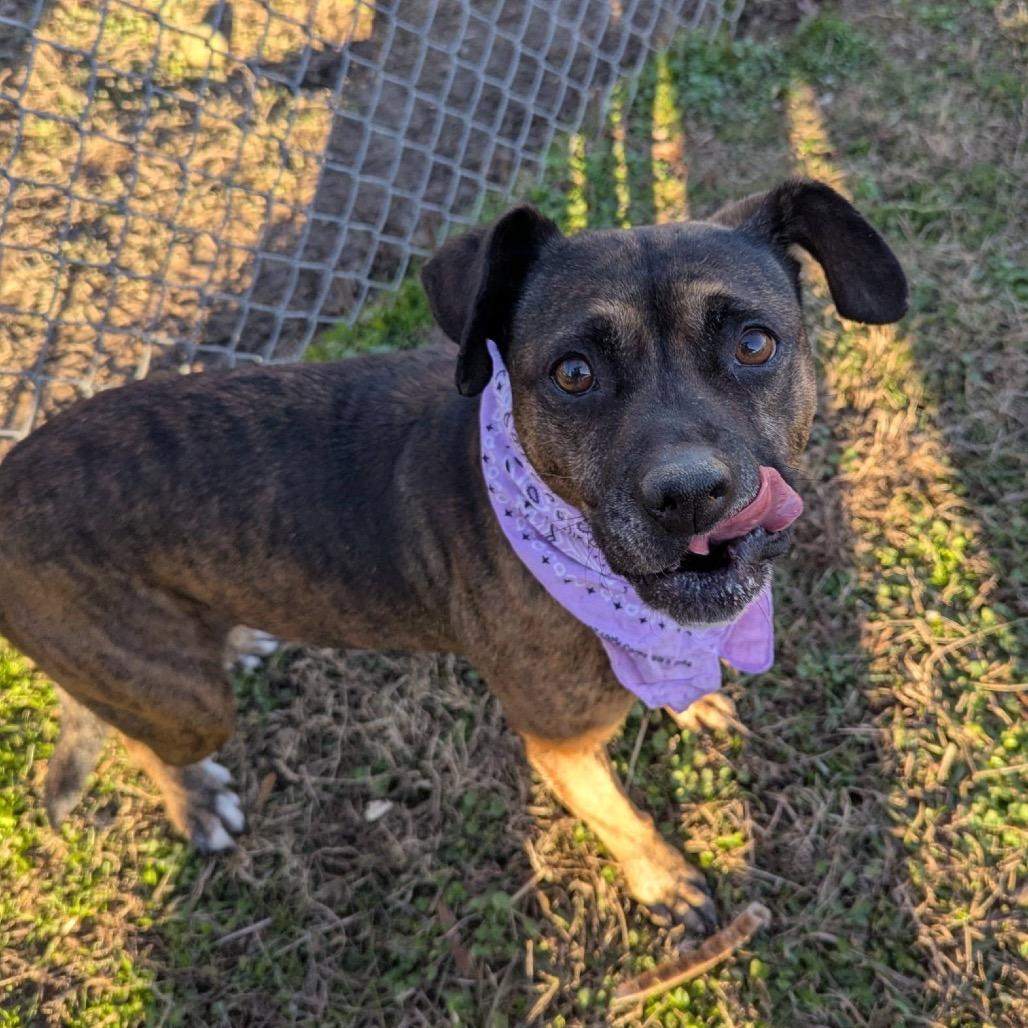 Enlarge Sandalwood, a Adoptable Mixed Breed in Columbiana, AL image 6/6