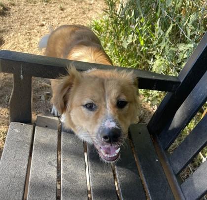 Enlarge Butterscotch, a Adoptable mixed breed in Stanwood, WA image 2/3