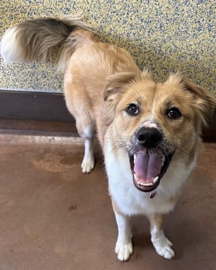 Enlarge Butterscotch, a Adoptable mixed breed in Stanwood, WA image 3/3