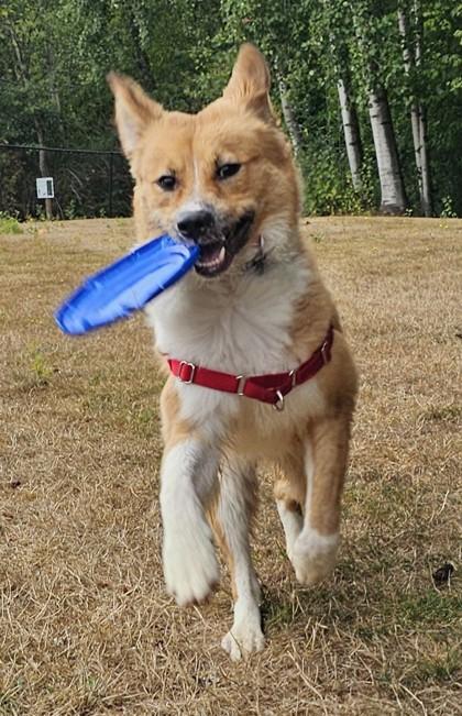 Butterscotch, Adoptable, Young Male Border Collie & Mixed Breed.