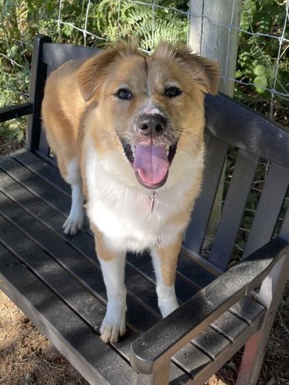 Butterscotch, Adoptable, Young Male Border Collie & Mixed Breed.