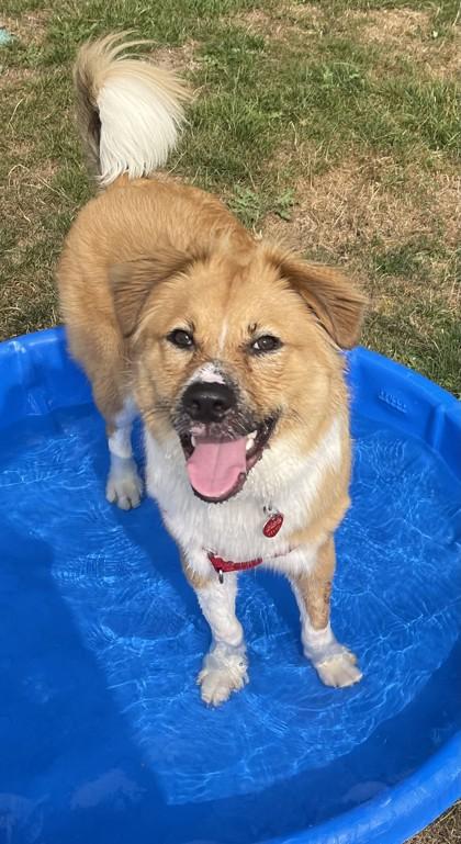 Enlarge Butterscotch, a Adoptable mixed breed in Stanwood, WA image 2/5