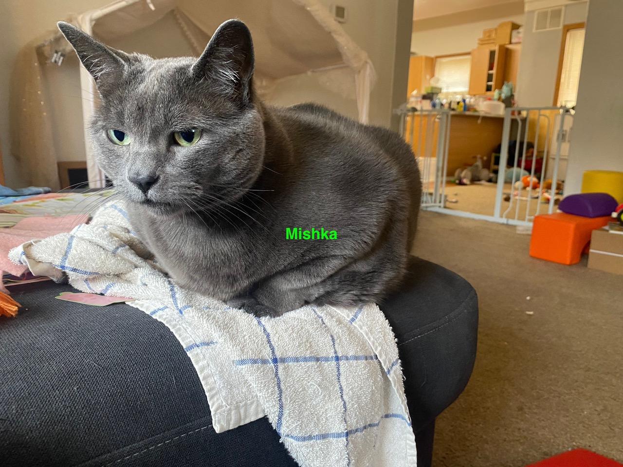 **COURTESY LISTING** Mishka, an adoptable Domestic Short Hair in Moscow, ID, 83843 | Photo Image 1