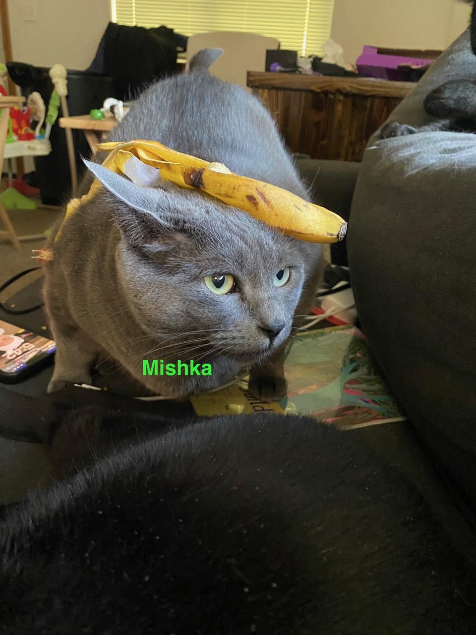 **COURTESY LISTING** Mishka, an adoptable Domestic Short Hair in Moscow, ID, 83843 | Photo Image 4