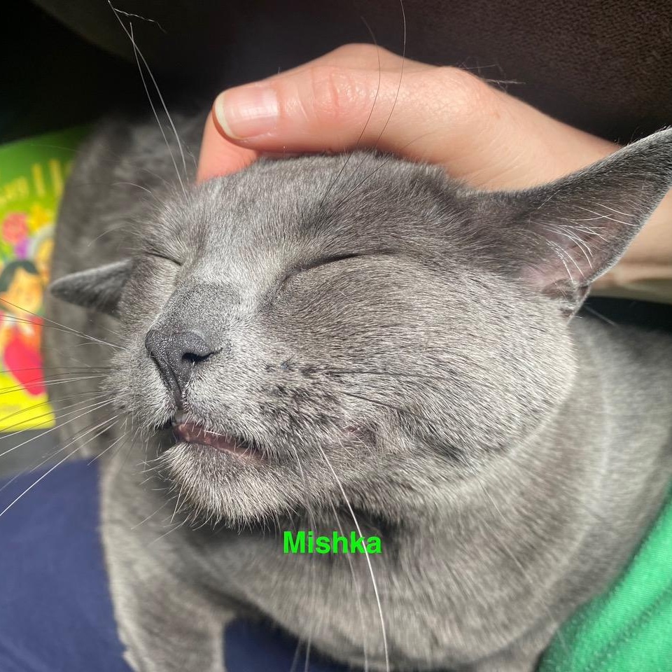 Enlarge **COURTESY LISTING** Mishka, a Adoptable mixed breed in Moscow, ID image 3/6