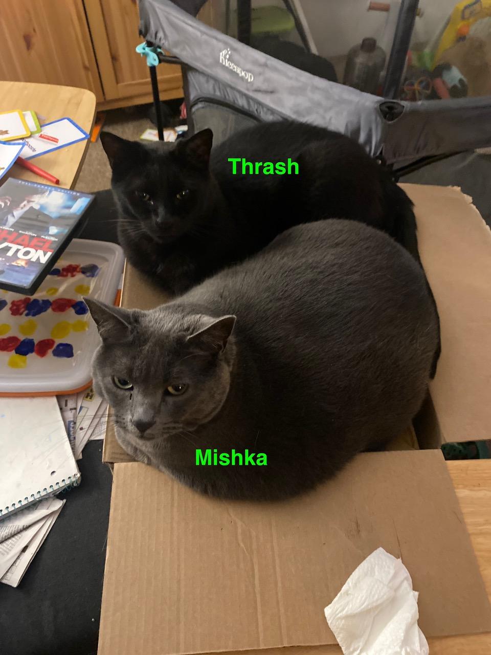 Enlarge **COURTESY LISTING** Mishka, a Adoptable mixed breed in Moscow, ID image 4/6