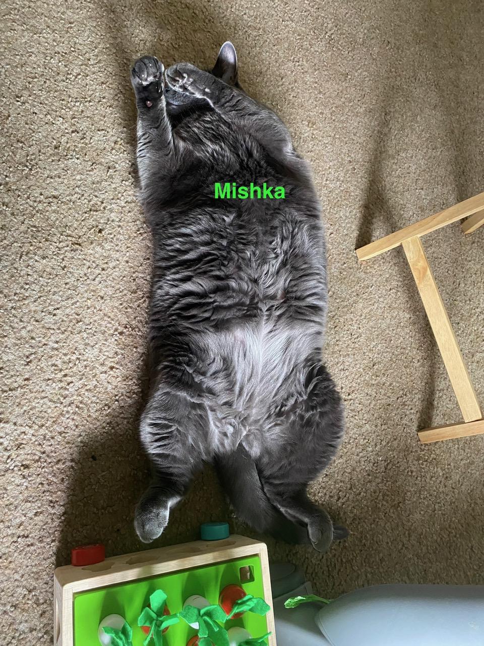 **COURTESY LISTING** Mishka, an adoptable Domestic Short Hair in Moscow, ID, 83843 | Photo Image 3