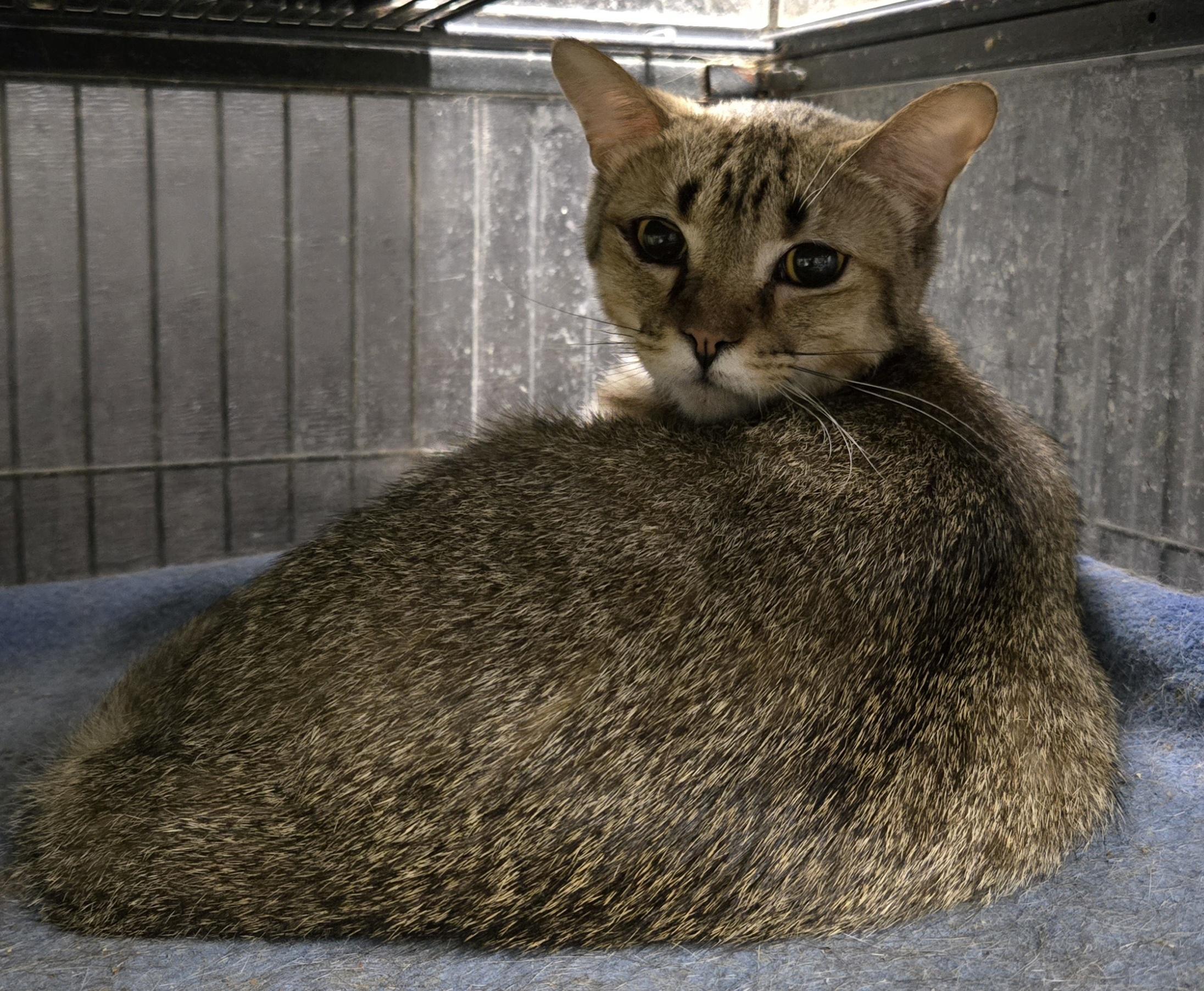 Enlarge GREASER, a Adoptable Domestic Short Hair in Tillsonburg, ON image 2/5