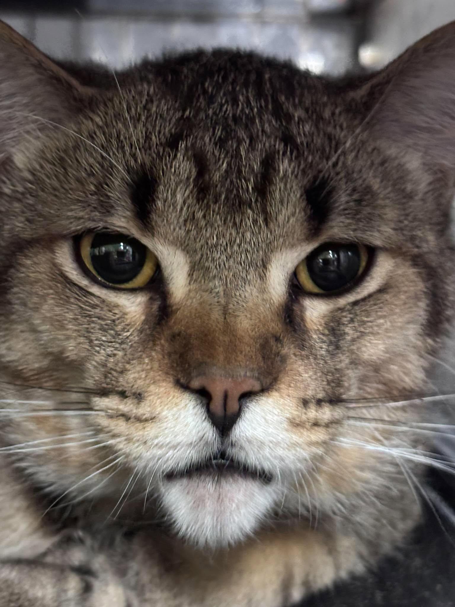 Enlarge GREASER, a Adoptable Domestic Short Hair in Tillsonburg, ON image 5/5