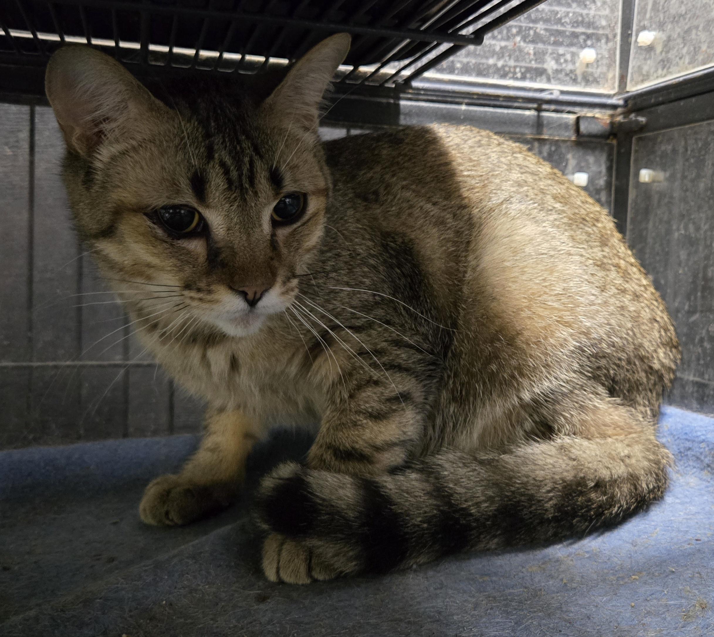 Enlarge GREASER, a Adoptable Domestic Short Hair in Tillsonburg, ON image 4/5