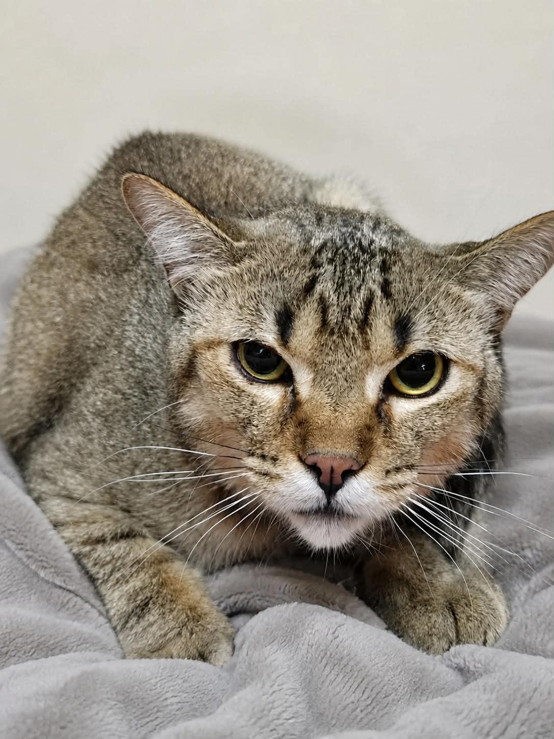 Enlarge GREASER, a Adoptable Domestic Short Hair in Tillsonburg, ON image 1/5