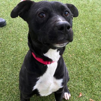 Enlarge ButterBelle, a Adoptable mixed breed in Gastonia, NC image 1/3