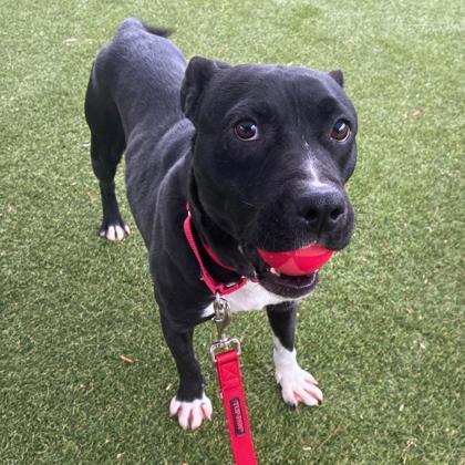 Enlarge ButterBelle, a Adoptable mixed breed in Gastonia, NC image 2/3