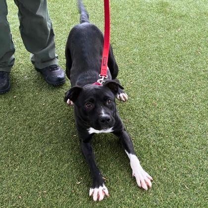 Enlarge ButterBelle, a Adoptable mixed breed in Gastonia, NC image 3/3