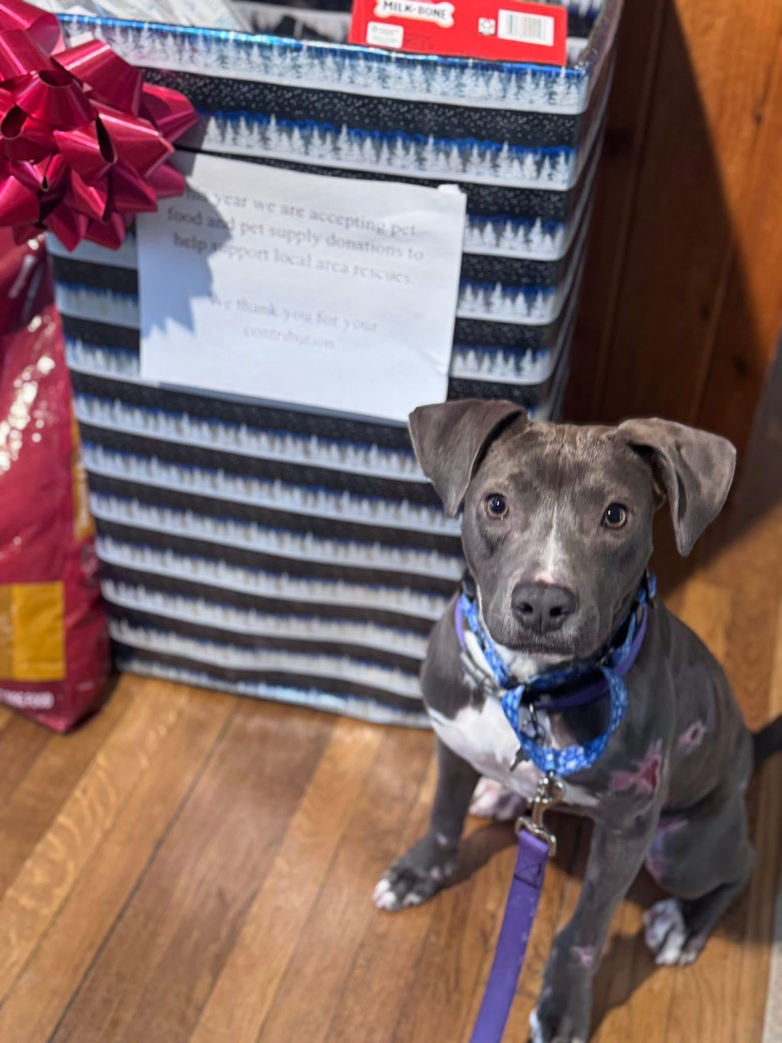 Letty, Adoptable, Young Female Pit Bull Terrier.