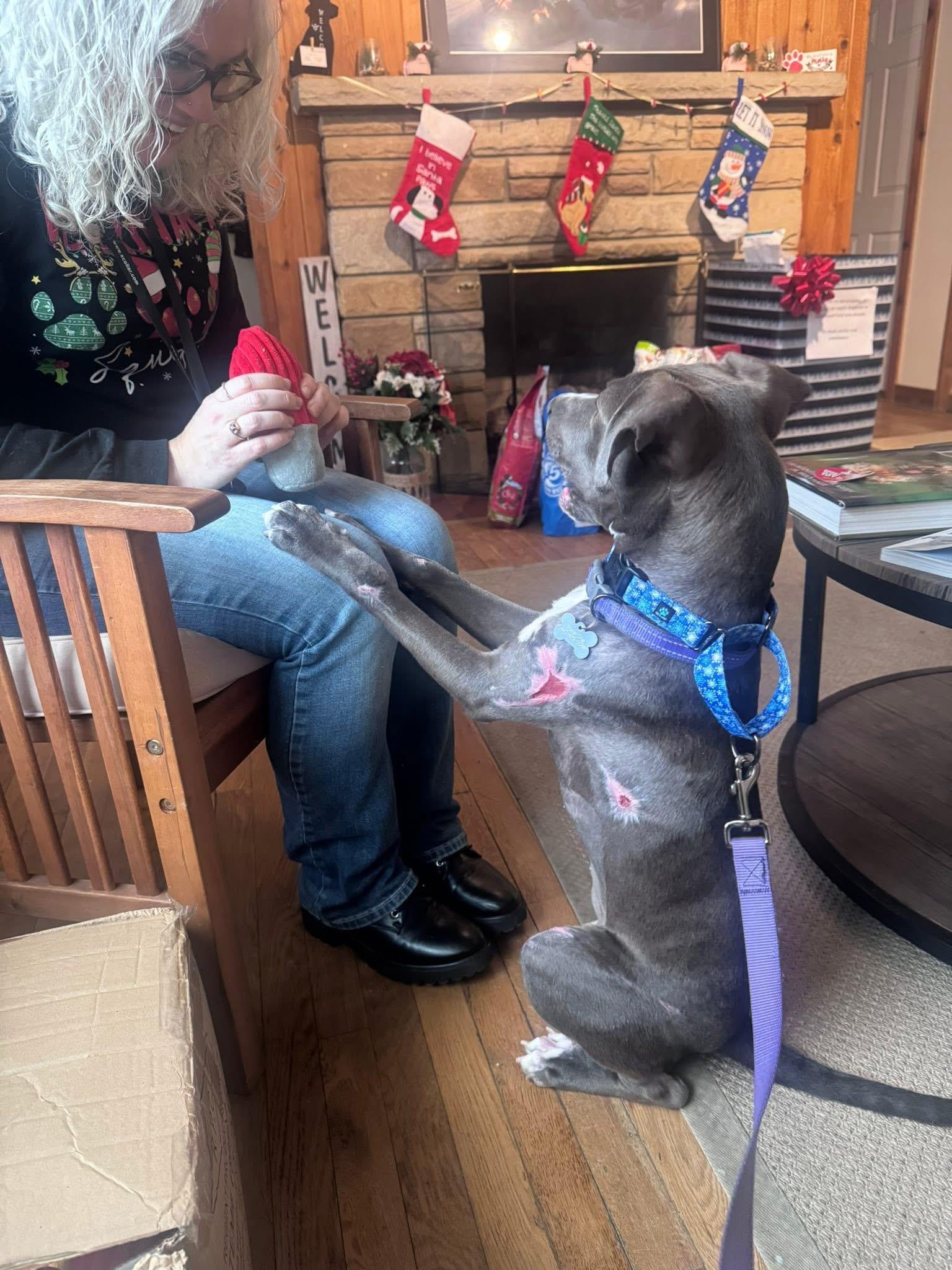 Letty, a Adoptable mixed breed in Painesville, OH image 2/2