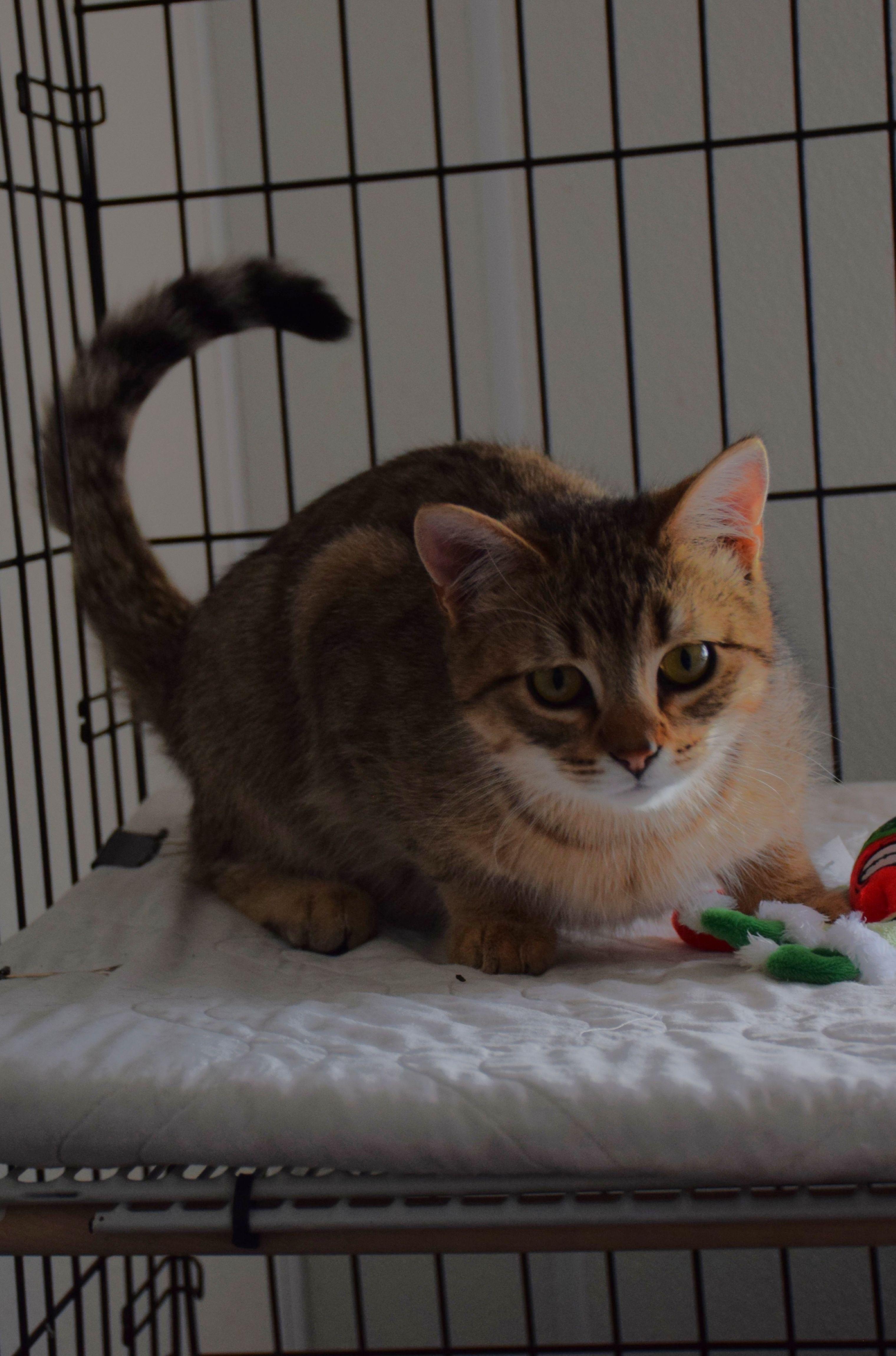Enlarge Jerry, a ADOPTABLE Tabby in Claresholm, AB image 1/1