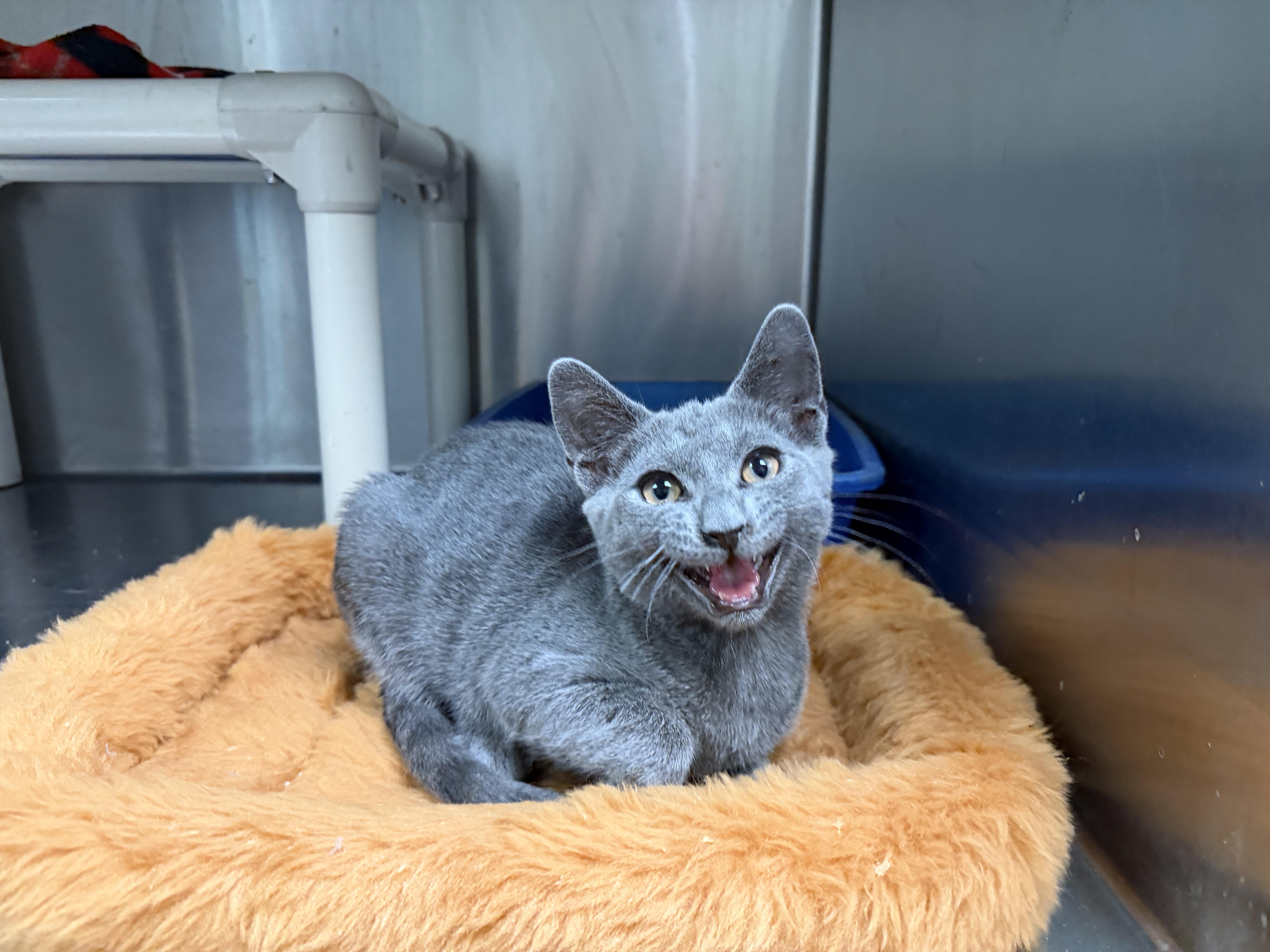 Enlarge Honda, an adopted Domestic Short Hair in Plainview, NY image 1/1