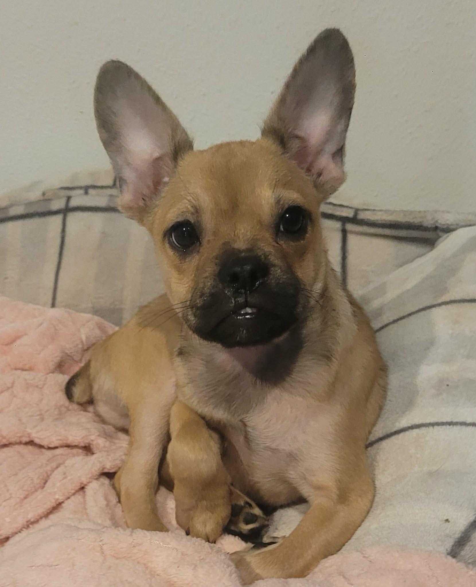 Enlarge Bounce, a ADOPTABLE mixed breed in Beavercreek, OR image 2/6