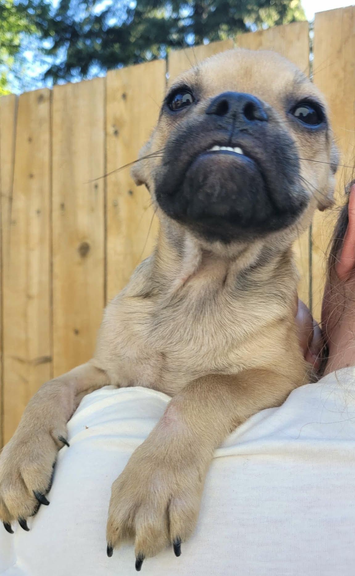 Enlarge Bounce, a ADOPTABLE mixed breed in Beavercreek, OR image 6/6