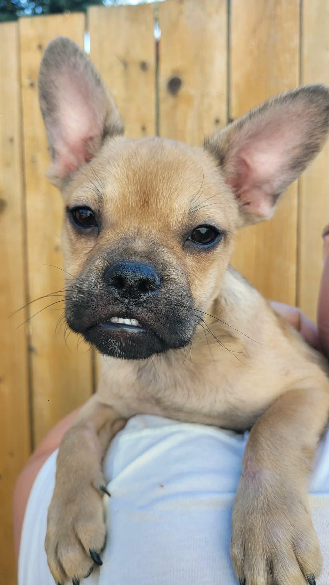 Enlarge Bounce, a ADOPTABLE mixed breed in Beavercreek, OR image 5/6