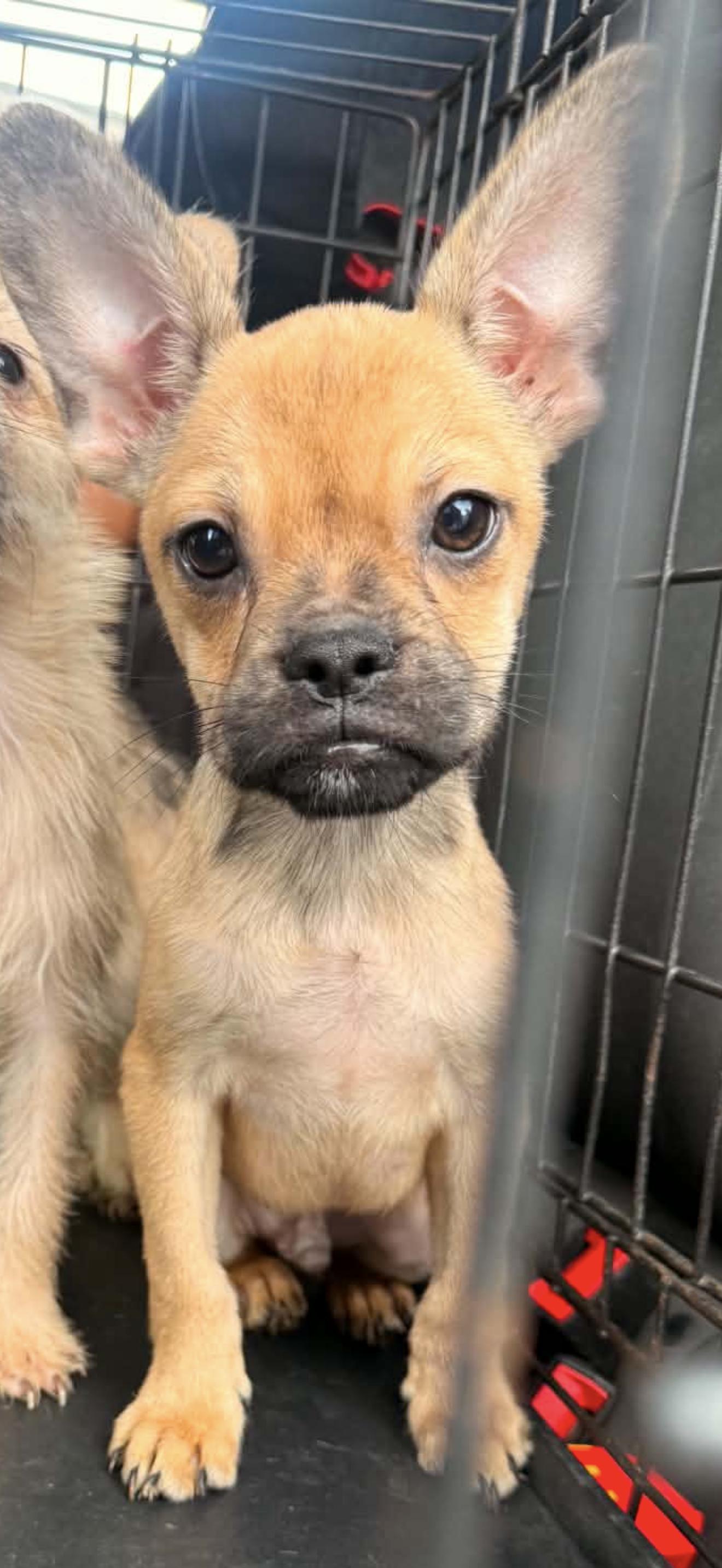 Enlarge Bounce, a ADOPTABLE mixed breed in Beavercreek, OR image 1/6