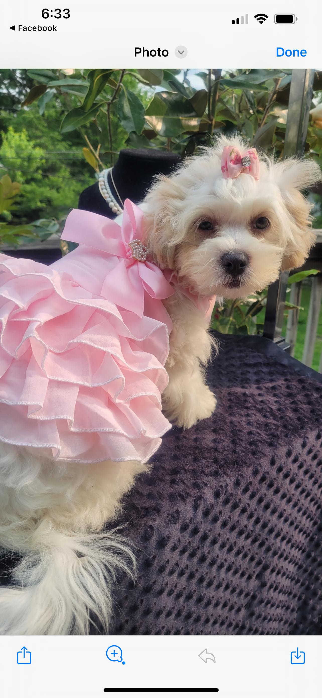 Angelica, a Adopted mixed breed in Independence, MO image 1/4