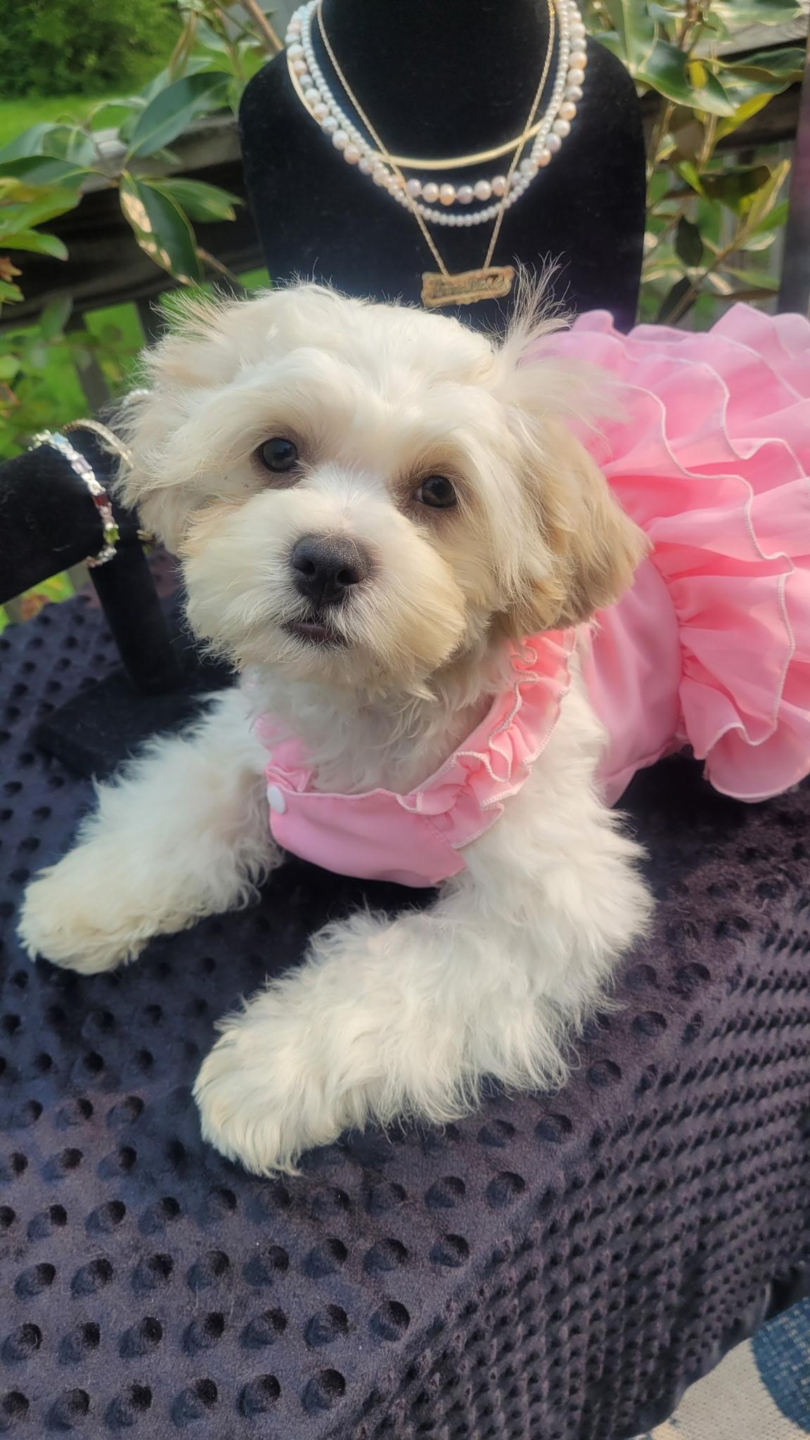 Angelica, a Adopted mixed breed in Independence, MO image 4/4