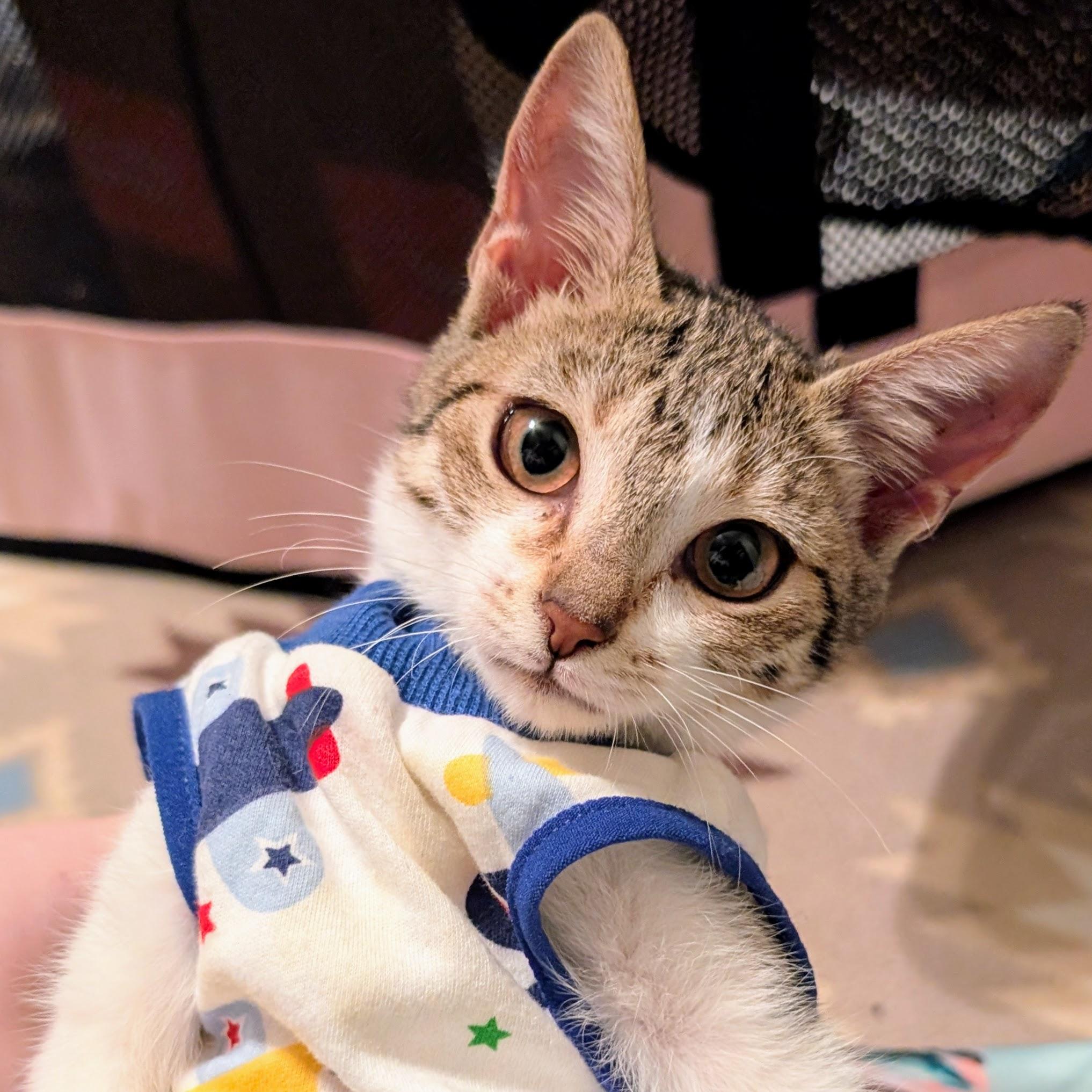 Enlarge Echo @ Fat Cat Cafe, an adopted mixed breed in Tallahassee, FL image 6/6