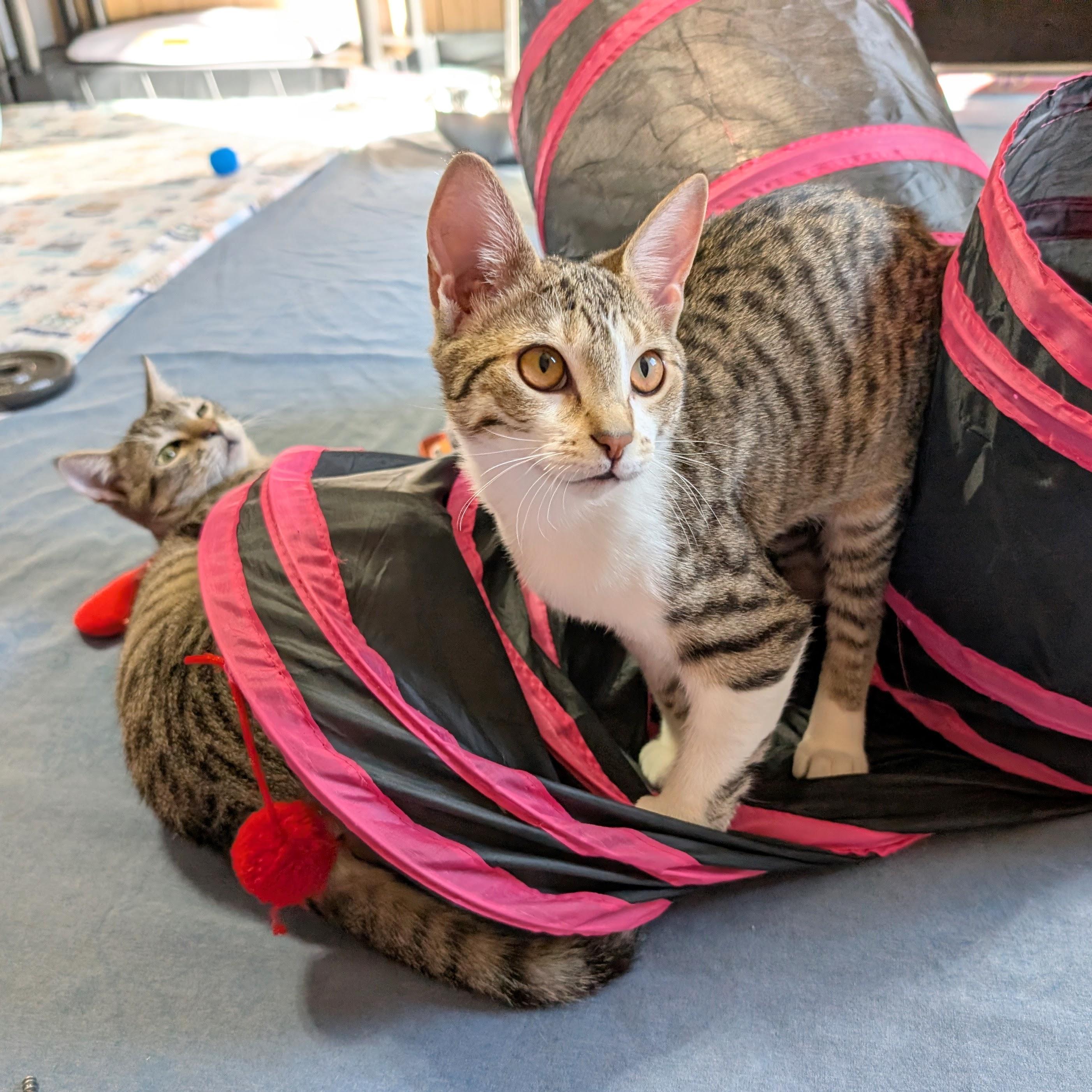 Enlarge Echo @ Fat Cat Cafe, an adopted mixed breed in Tallahassee, FL image 3/6