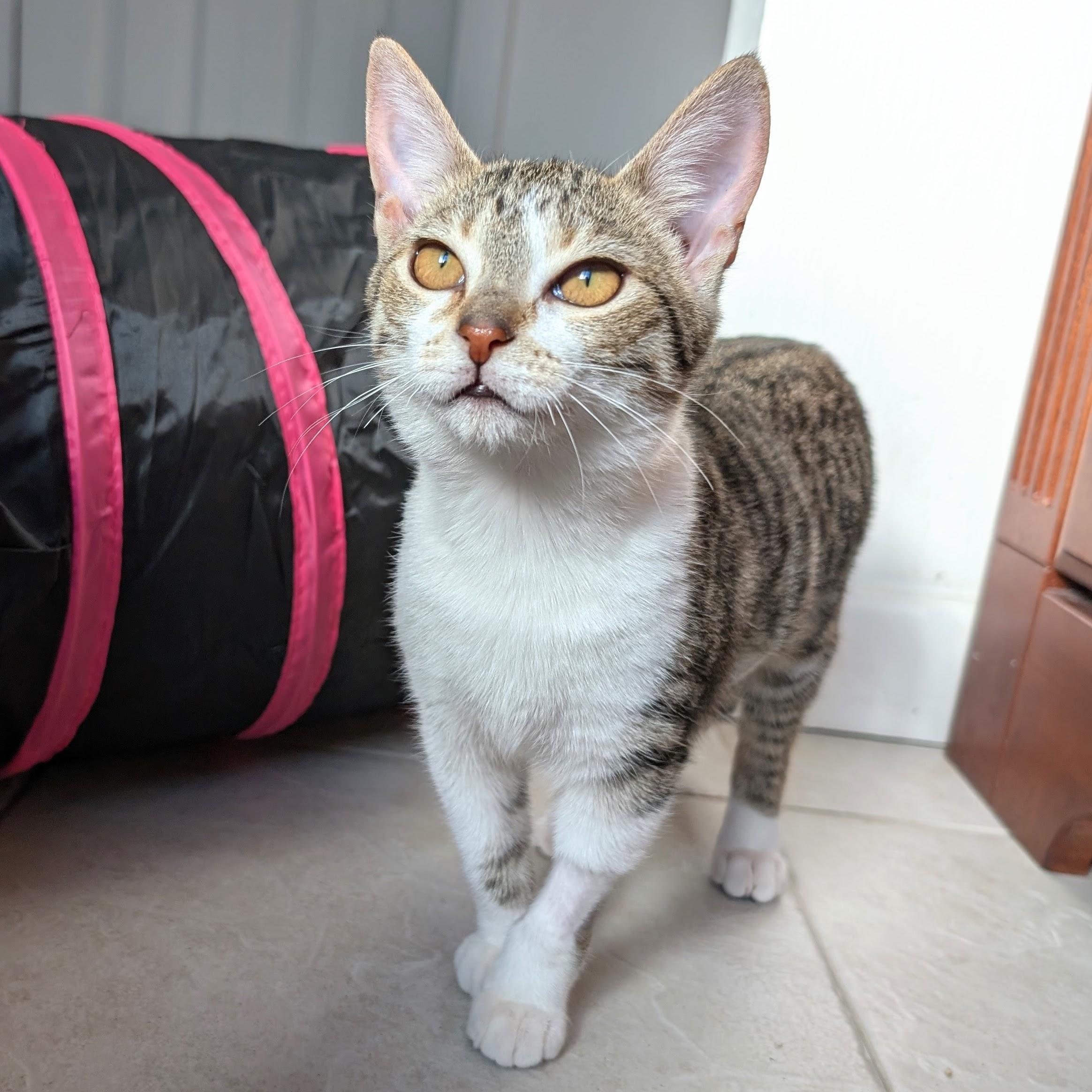 Enlarge Echo @ Fat Cat Cafe, an adopted mixed breed in Tallahassee, FL image 5/6